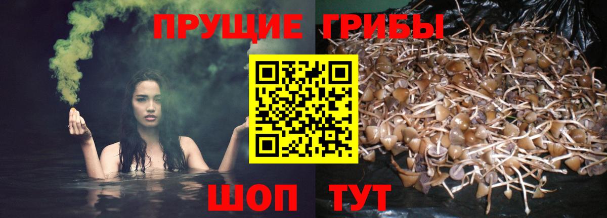 Славгород  Галлюциногенные грибы GOLDEN TEACHER  Вход с VPN 